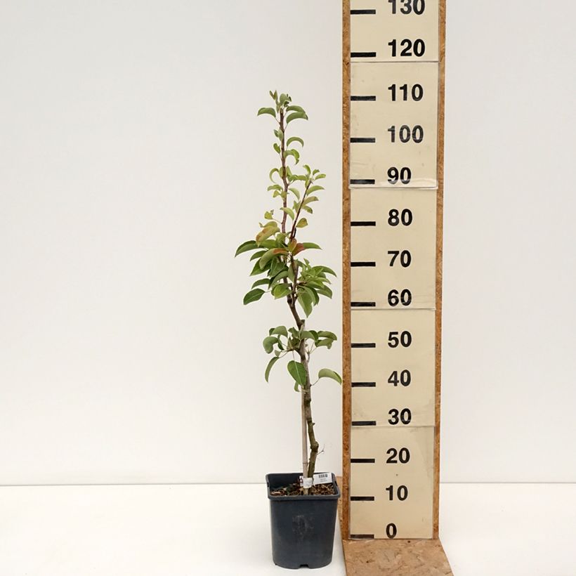 Pyrus communis Doyenné du Comice - U Shape Pear Tree 4L/5L pot, Dwarf sample as delivered in summer