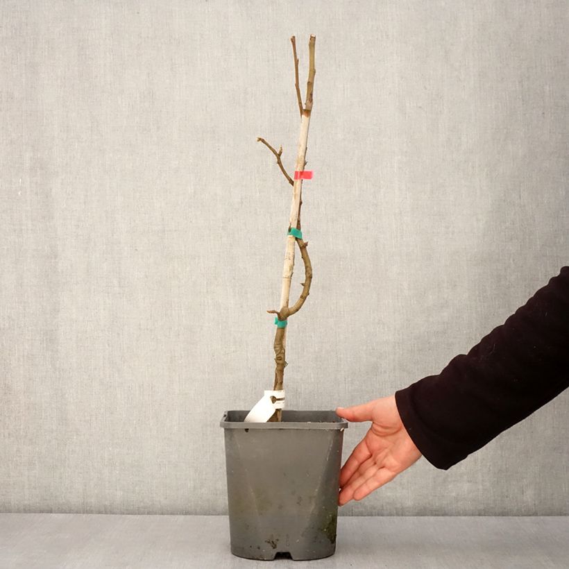Pyrus communis Fruit Me Williams Bon-Chrétien - Pear Tree 4L/5L pot, Dwarf sample as delivered in spring