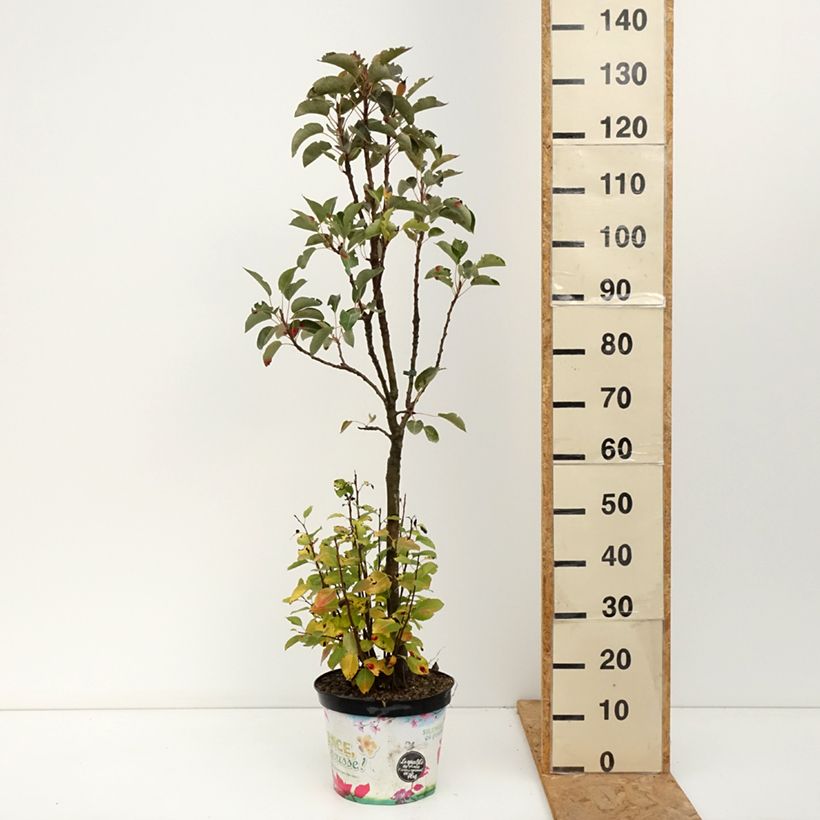 Pyrus communis Garden Pearl - Pear Tree 6L/7L pot, Quarter standard sample as delivered in autumn