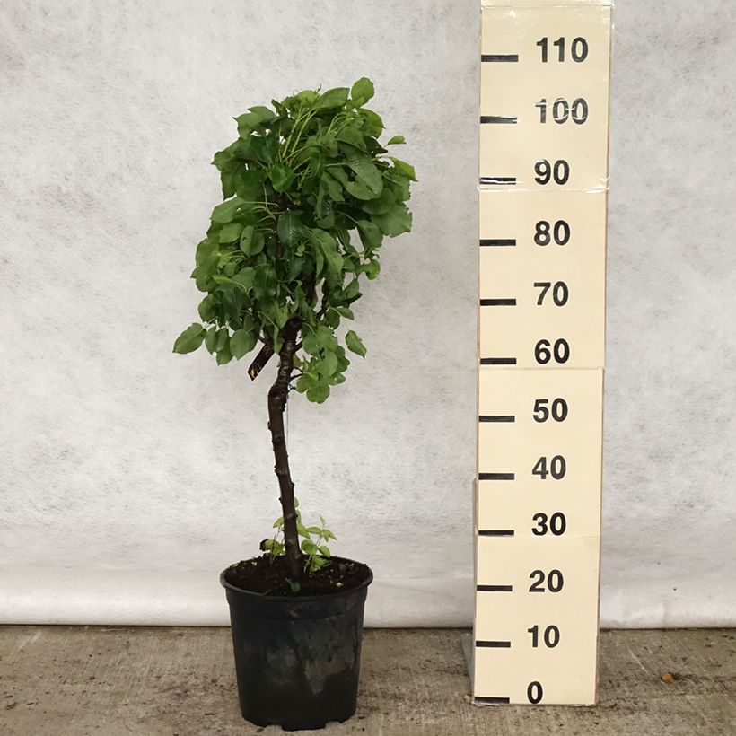 Pyrus communis Luisa - Common Pear 7.5L/10L pot, Quarter standard sample as delivered in spring