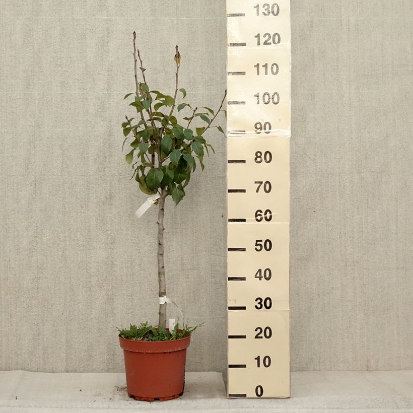 Pyrus communis General Leclerc - Pear Tree 7.5L/10L pot, Goblet sample as delivered in autumn