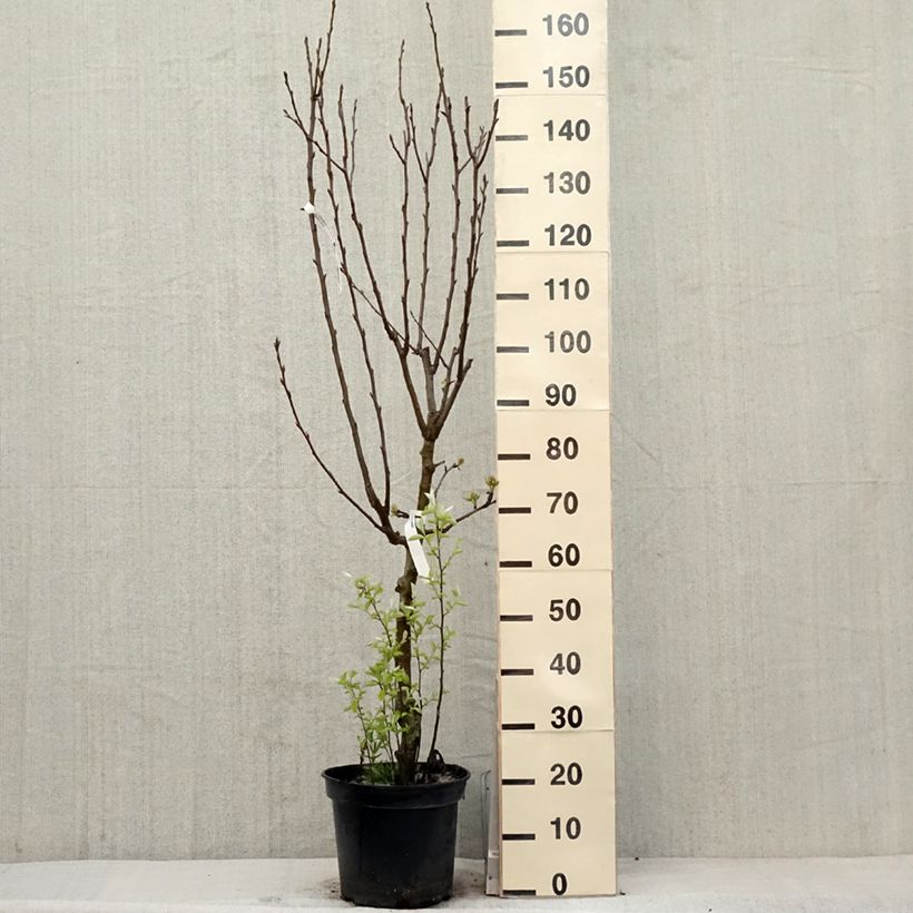 Pyrus communis General Leclerc - Pear Tree 7.5L/10L pot, Goblet sample as delivered in spring