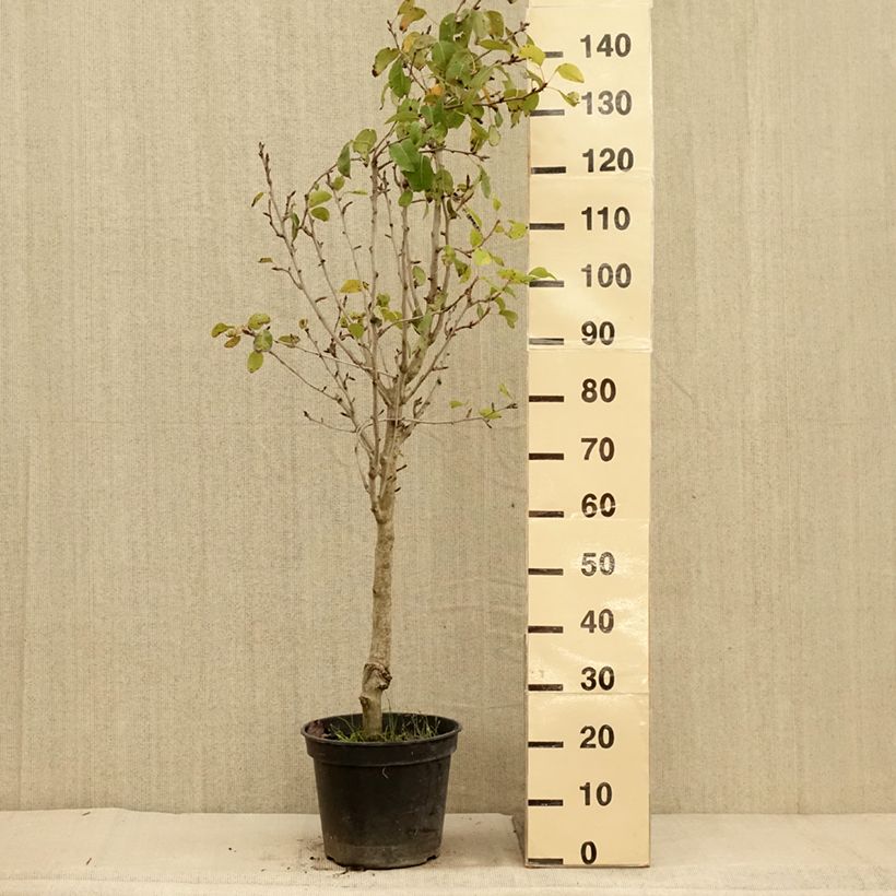 Pyrus communis Jeanne d’Arc - Pear Tree 7.5L/10L pot, Goblet sample as delivered in autumn