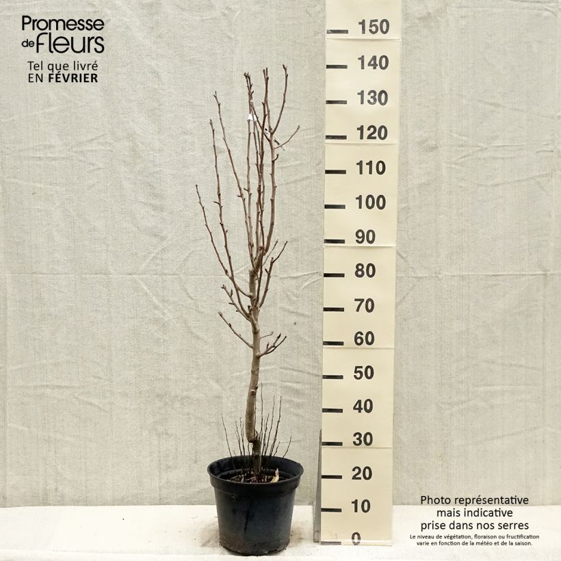Pyrus communis Jeanne d’Arc - Pear Tree 7.5L/10L pot, Goblet sample as delivered in winter