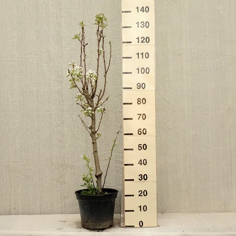 Pyrus communis Jeanne d’Arc - Pear Tree 7.5L/10L pot, Goblet sample as delivered in spring