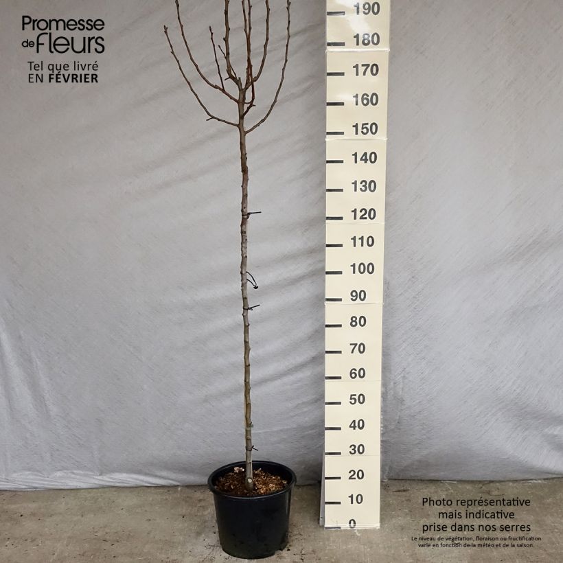 Pyrus communis Williams Bon Chrétien Pear Tree 7.5L/10L pot, Half standard sample as delivered in winter