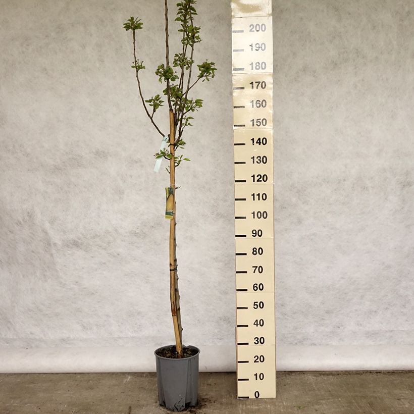 Pyrus communis Williams Bon Chrétien Pear Tree 7.5L/10L pot, Half standard sample as delivered in spring