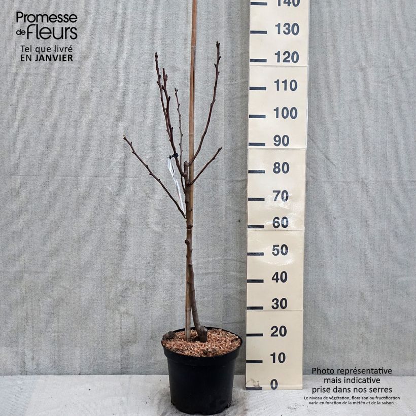 Pyrus communis Williams Bon Chrétien Pear Tree 7.5L/10L pot, Goblet sample as delivered in winter