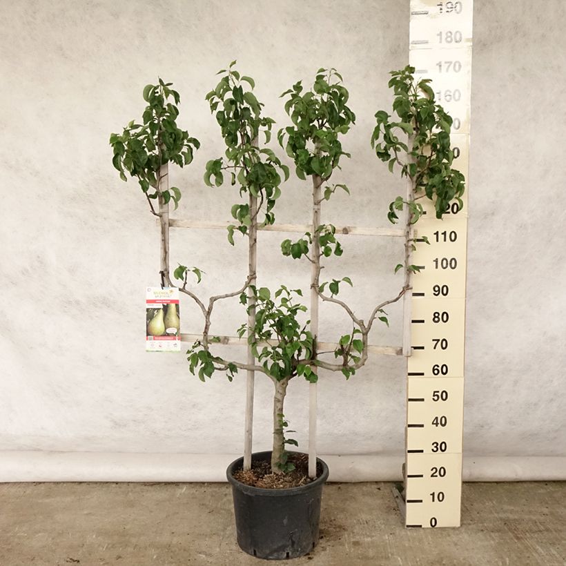 Pyrus communis Williams Bon Chrétien Pear Tree 20L/25L pot, Double u-shaped espalier sample as delivered in summer