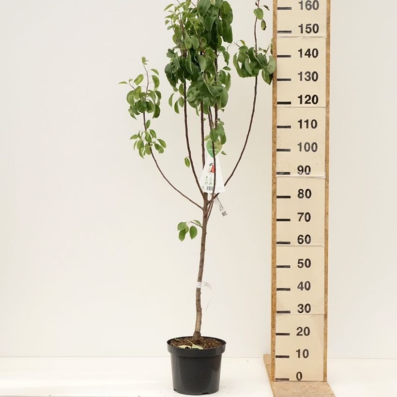Pyrus communis Red Williams - Pear Tree 7.5L/10L pot, Goblet sample as delivered in spring
