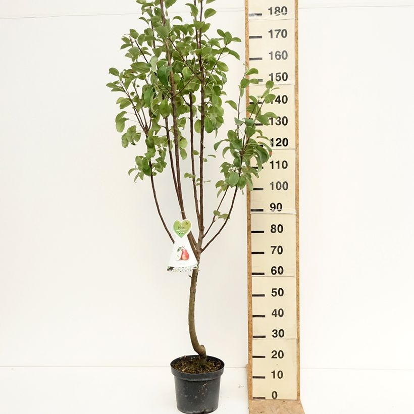 Pyrus communis Red Williams - Pear Tree 7.5L/10L pot, Goblet sample as delivered in summer