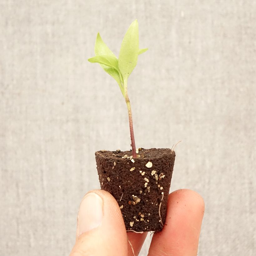 Pepper Afterglow Tenor plants - Capsicum annuum Plug plant 1.5/2.5 cm sample as delivered in spring