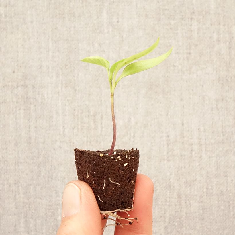 Pepper Dinero F1 - Capsicum annuum Plug plant 3/4cm sample as delivered in spring