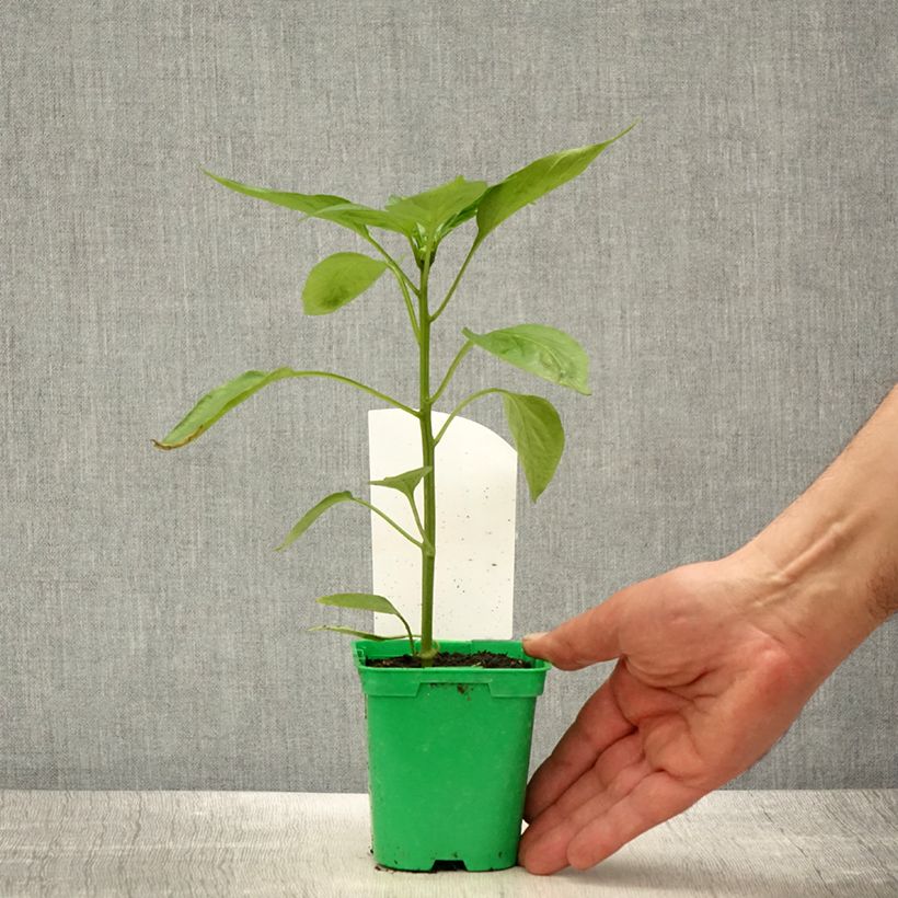 Orange pepper Oreny F1 plants - Capsicum annuum 10cm/11cm pot sample as delivered in spring