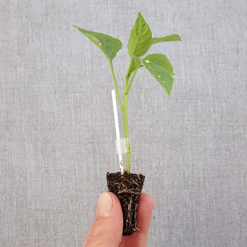 Grafted Jericho red pepper plants - Capsicum annuum Plug plant 3/4cm sample as delivered in spring