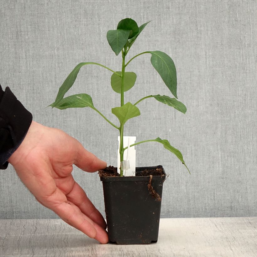 Grafted Lamuyo F1 Red Pepper plants - Capsicum annuum 8/9 cm pot sample as delivered in spring