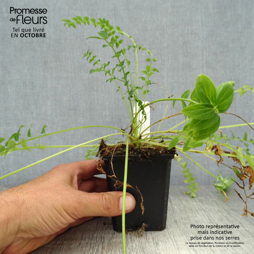 Polemonium caeruleum Album 8/9 cm pot sample as delivered in autumn