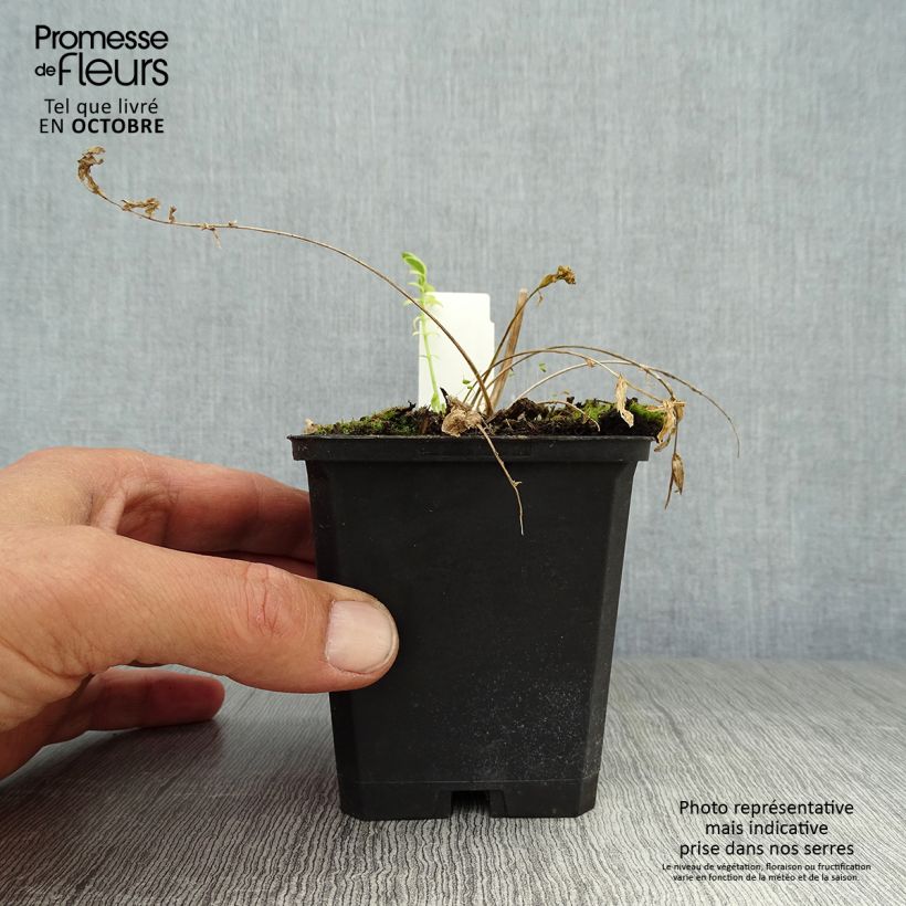 Polemonium caeruleum Brise d'Anjon 8/9 cm pot sample as delivered in autumn