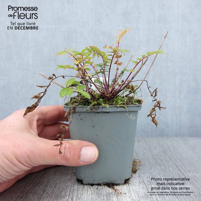 Polemonium caeruleum Lambrook Mauve 8/9 cm pot sample as delivered in autumn