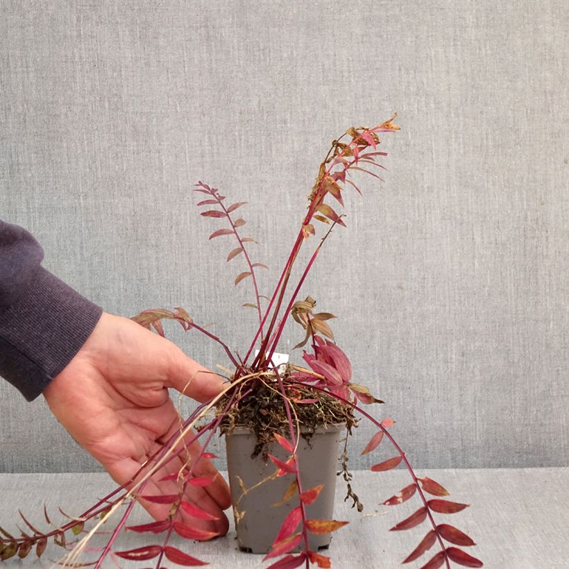 Polemonium reptans x yezoense Heaven Scent 8/9 cm pot sample as delivered in autumn