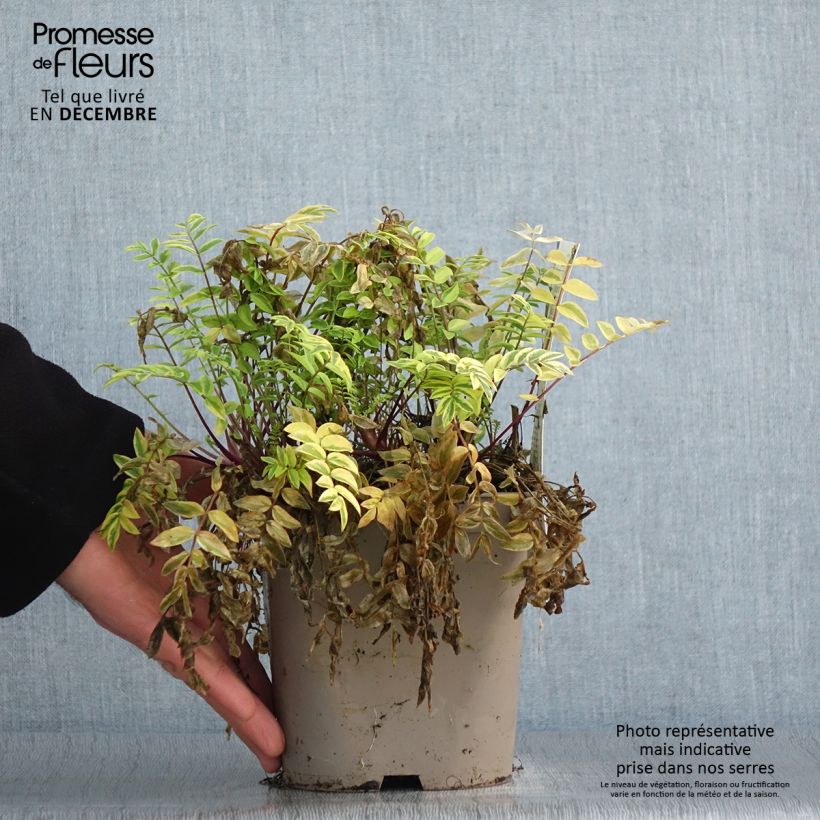 Polemonium pulcherrimum Golden Feathers 2L/3L pot sample as delivered in winter