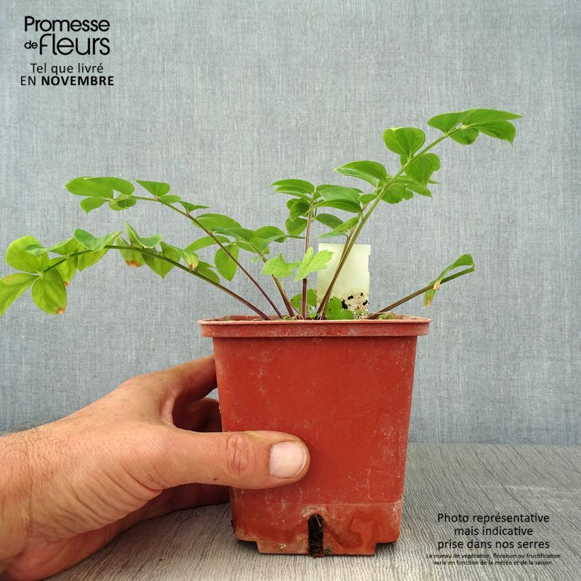 Polemonium reptans Stairway to Heaven 1L/1.5L pot sample as delivered in autumn