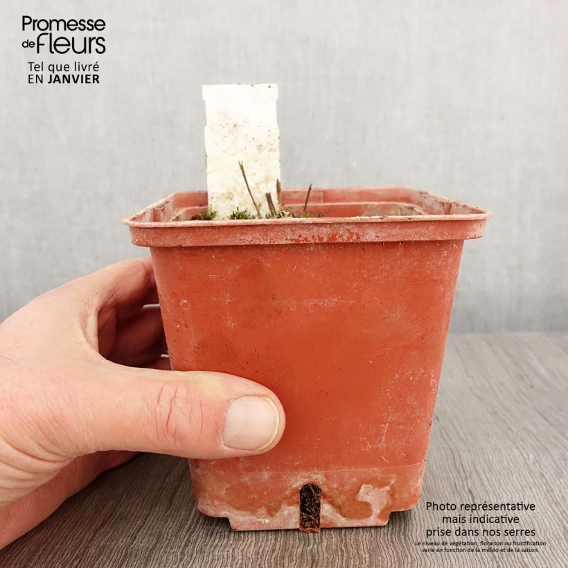 Polemonium reptans Stairway to Heaven 1L/1.5L pot sample as delivered in winter