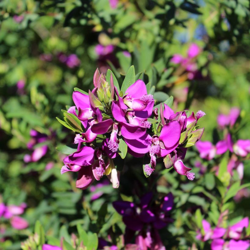 Polygala myrtifolia (Flowering)