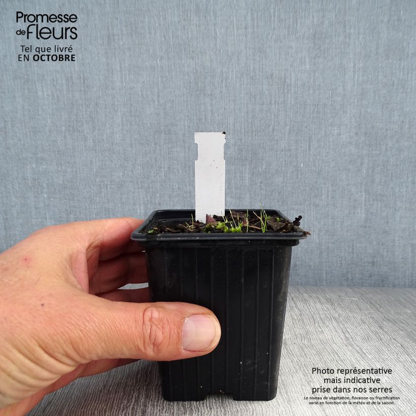 Polygonatum x hybridum Weihenstephan 8/9 cm pot sample as delivered in autumn