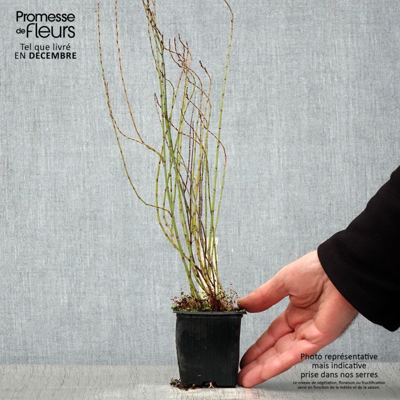Polygonum scoparium 8/9 cm pot sample as delivered in autumn