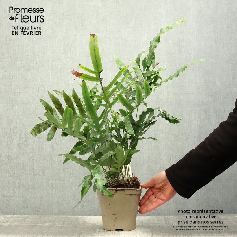 Polypodium pseudoaureum 2L/3L pot sample as delivered in winter