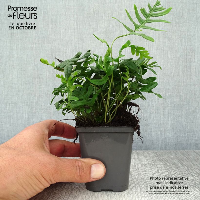 Polypodium vulgare - Rockcap Fern 8/9 cm pot sample as delivered in autumn