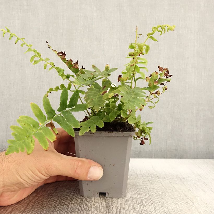 Polystichum acrostichoides - Christmas Fern 8/9 cm pot sample as delivered in autumn