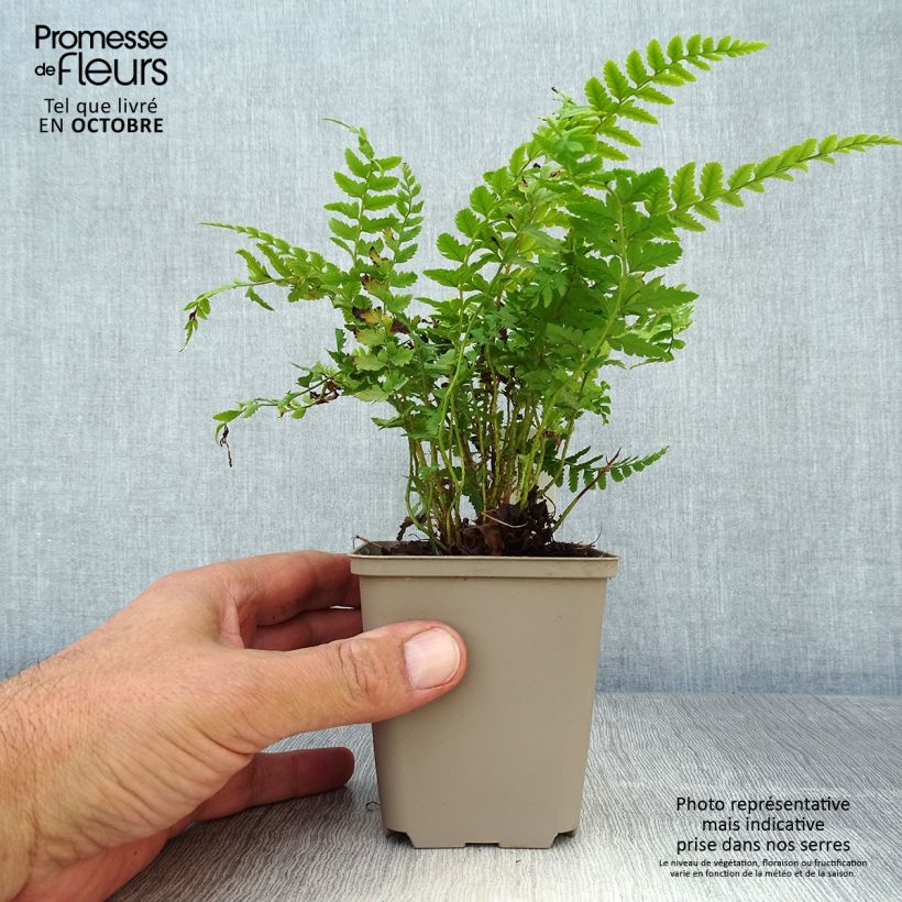 Polystichum aculeatum - Hard Shield Fern 8/9 cm pot sample as delivered in autumn