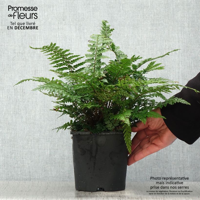 Polystichum makinoi - Makino's Holly Fern 2L/3L pot sample as delivered in winter
