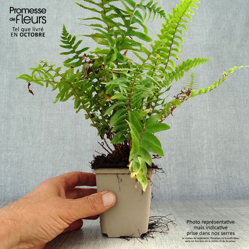Polystichum munitum - Giant Holly Fern 8/9 cm pot sample as delivered in autumn