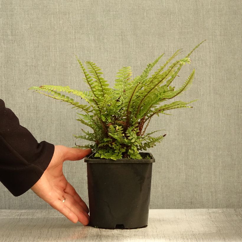 Polystichum neolobatum - Shield Fern 2L/3L pot sample as delivered in autumn