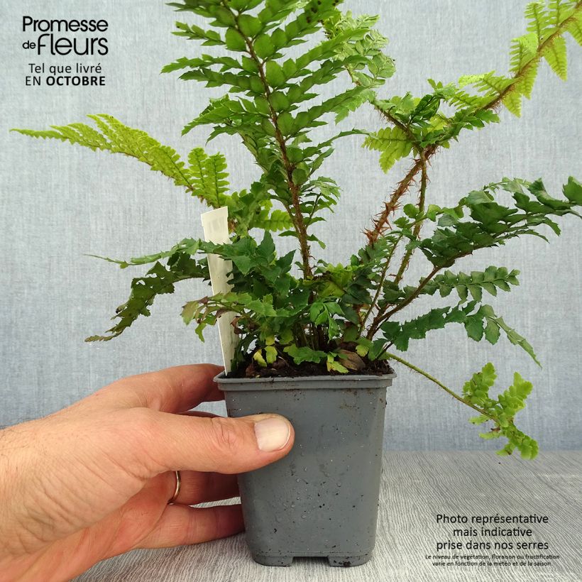 Polystichum polyblepharum - Japanese Lace Fern 8/9 cm pot sample as delivered in autumn