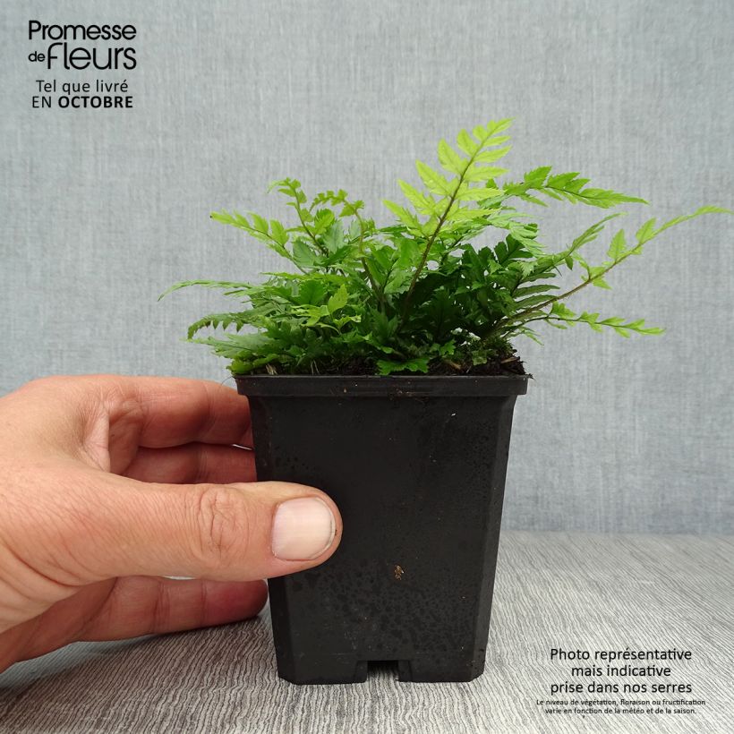 Polystichum rigens - Rigid Holly Fern 8/9 cm pot sample as delivered in autumn