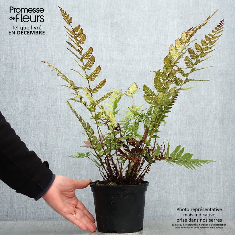 Polystichum rigens - Rigid Holly Fern 2L/3L pot sample as delivered in winter