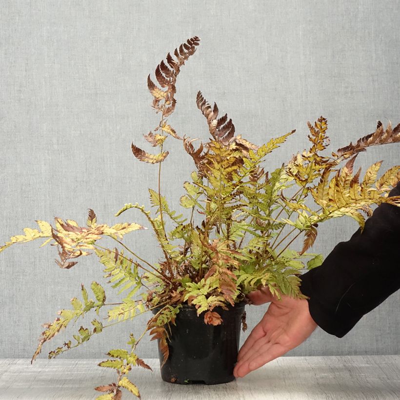 Polystichum rigens - Rigid Holly Fern 2L/3L pot sample as delivered in spring