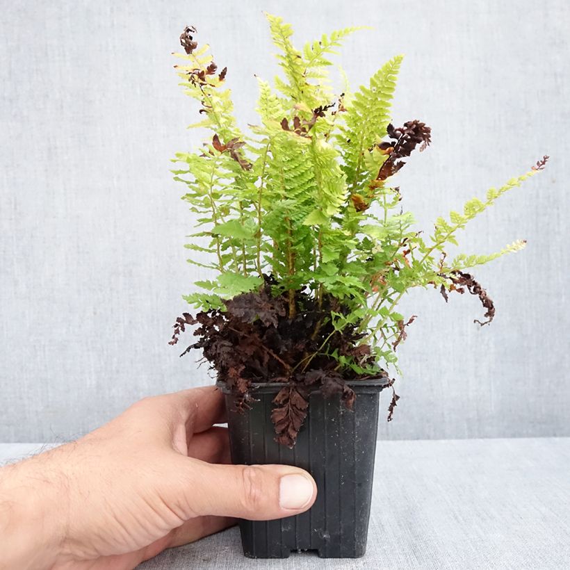 Polystichum setiferum Densum - Soft Shield Fern 8/9 cm pot sample as delivered in autumn
