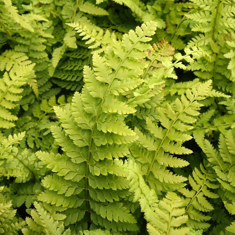 Polystichum setiferum Densum - Soft Shield Fern (Foliage)