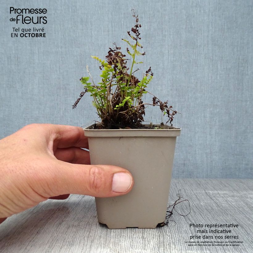 Polystichum setiferum Herrenhausen - Soft Shield Fern 8/9 cm pot sample as delivered in autumn