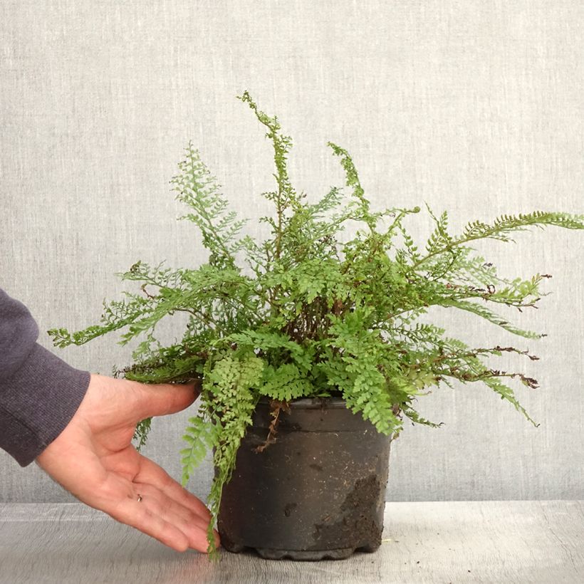 Polystichum setiferum Herrenhausen - Soft Shield Fern 2L/3L pot sample as delivered in autumn