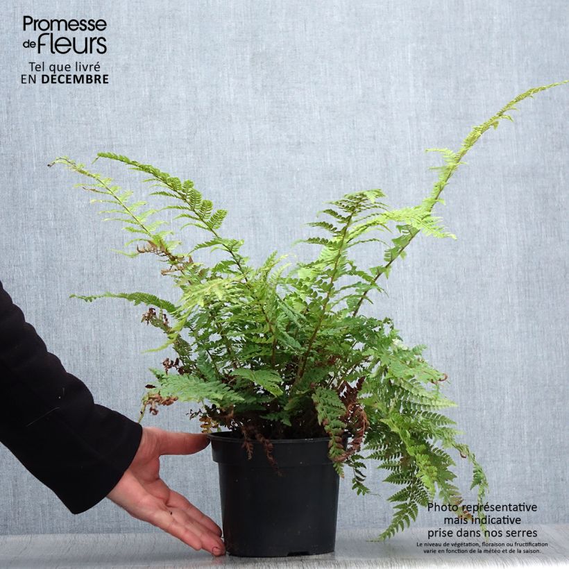 Polystichum setiferum Herrenhausen - Soft Shield Fern 2L/3L pot sample as delivered in winter