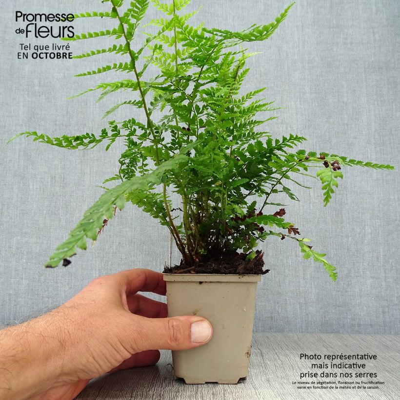 Polystichum setiferum Dahlem - Soft Shield Fern 8/9 cm pot sample as delivered in autumn
