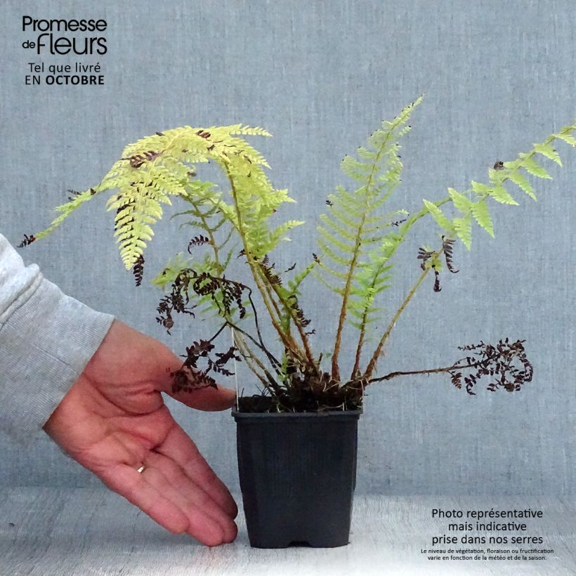 Polystichum setiferum - Soft Shield Fern 8/9 cm pot sample as delivered in autumn