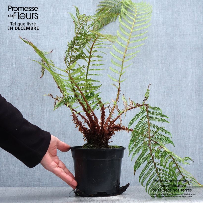 Polystichum setiferum Plumosum Bevis - Soft Shield Fern 2L/3L pot sample as delivered in winter