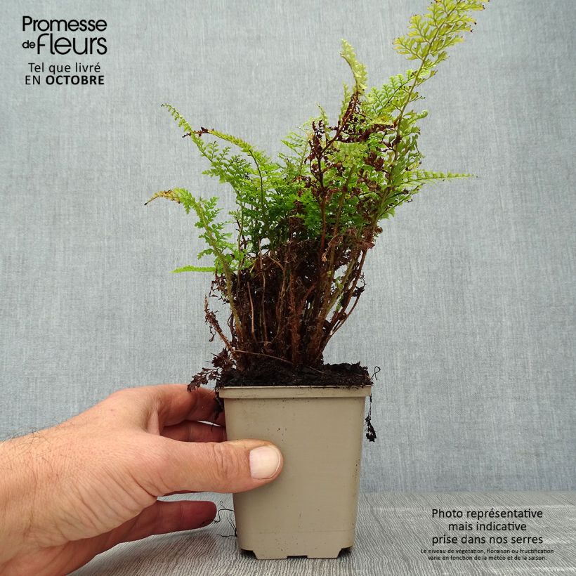 Polystichum setiferum Plumosum Densum - Soft Shield Fern 8/9 cm pot sample as delivered in autumn